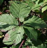 ostružiník bělokarpatský <i>(Rubus albocarpaticus)</i> / List