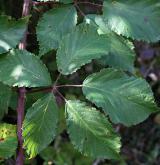 ostružiník kapkovitý <i>(Rubus guttiferus)</i> / List