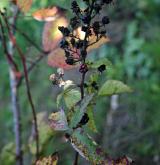 ostružiník kapkovitý <i>(Rubus guttiferus)</i> / Plod