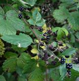 ostružiník loubincový <i>(Rubus parthenocissus)</i> / Plod