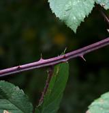 ostružiník loubincový <i>(Rubus parthenocissus)</i> / Větve a pupeny