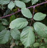 ostružiník loubincový <i>(Rubus parthenocissus)</i> / List