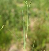 hrachor trávolistý <i>(Lathyrus nissolia)</i> / Habitus