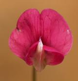 hrachor trávolistý <i>(Lathyrus nissolia)</i> / Květ/Květenství