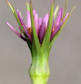 kozí brada pórolistá <i>(Tragopogon porrifolius)</i> / Květ/Květenství