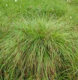 ostřice odchylná  <i>(Carex appropinquata)</i> / Habitus