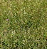 Subatlantské širokolisté suché trávníky <i>(Bromion erecti)</i> / Porost