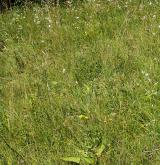 Subatlantské širokolisté suché trávníky <i>(Bromion erecti)</i>
