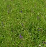 Subatlantské širokolisté suché trávníky <i>(Bromion erecti)</i>