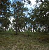 Středoevropské bazifilní podhorské bory <i>(Erico carneae-Pinion)</i>
