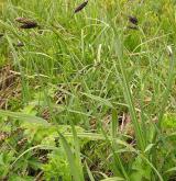 ostřice nejtmavší <i>(Carex aterrima)</i> / Habitus