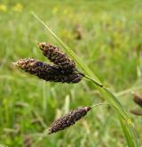 ostřice nejtmavší <i>(Carex aterrima)</i> / Květ/Květenství