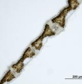 třtina rákosovitá <i>(Calamagrostis arundinacea)</i> / List