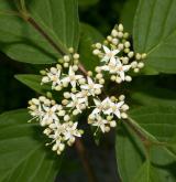 svída výběžkatá <i>(Cornus sericea)</i> / Květ/Květenství