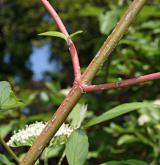 svída výběžkatá <i>(Cornus sericea)</i> / Větve a pupeny