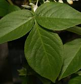 klokoč  <i>(Staphylea ×elegans)</i> / List
