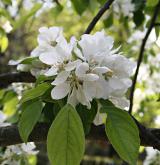 jabloň mnohokvětá <i>(Malus floribunda)</i> / Květ/Květenství