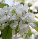 jabloň mnohokvětá <i>(Malus floribunda)</i> / Květ/Květenství