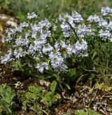 rozrazil rozprostřený <i>(Veronica prostrata)</i> / Detail porostu