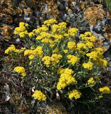 tařice skalní <i>(Aurinia saxatilis)</i>