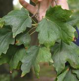 javor cukrový <i>(Acer saccharum)</i>