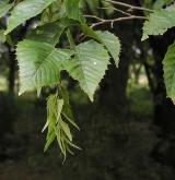 habr Čonosukiho <i>(Carpinus tschonoskii)</i> / Plod