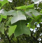 liliovník čínský <i>(Liriodendron chinensis)</i> / List