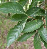 dub žlázonosný <i>(Quercus glandulifera)</i> / List