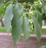 javor habrolistý <i>(Acer carpinifolium)</i>