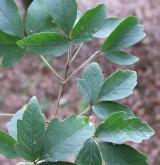 javor šedý <i>(Acer griseum)</i> / List