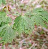 javor japonský <i>(Acer japonicum)</i>