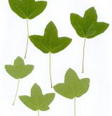 javor francouzský <i>(Acer monspessulanum)</i> / List