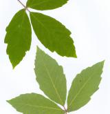 javor nikóský <i>(Acer maximowiczianum)</i> / List