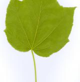 javor niponský <i>(Acer nipponicum)</i> / List