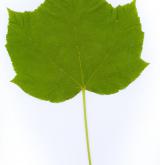 javor niponský <i>(Acer nipponicum)</i> / List