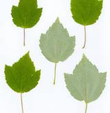 javor hustokvětý <i>(Acer pycnanthum)</i>
