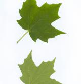 javor cukrový <i>(Acer saccharum)</i> / List