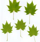 javor Sieboldův <i>(Acer sieboldianum)</i> / List