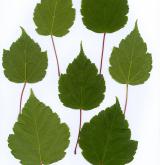 javor čtyřčetný <i>(Acer stachyophyllum)</i>