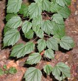 javor čtyřčetný <i>(Acer stachyophyllum)</i>