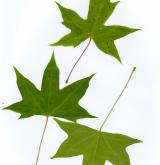javor uťatý <i>(Acer truncatum)</i> / List