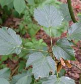 javor lejnicovitý <i>(Acer sterculiaceum)</i> / List