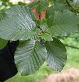 bříza Medveděvova <i>(Betula medwediewii)</i>