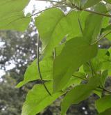 katalpa nádherná <i>(Catalpa speciosa)</i> / List