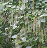 katalpa červenající <i>(Catalpa ×erubescens)</i> / Plod