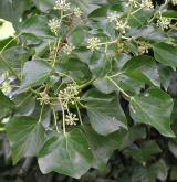 břečtan popínavý <i>(Hedera helix)</i> / Květ/Květenství