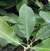 šácholan tříplatečný <i>(Magnolia tripetala)</i> / List