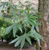 platan východní <i>(Platanus orientalis)</i> / List