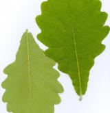 dub zubatý <i>(Quercus dentata)</i>