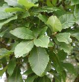 dub černomořský <i>(Quercus pontica)</i> / List